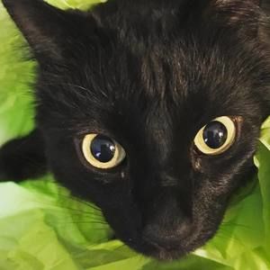 Meet your Posher, Roberta